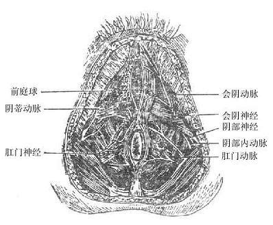 陰阜是哪裡